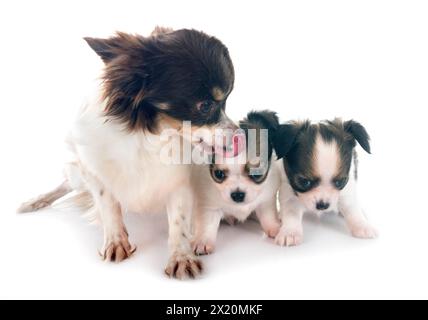 Poco chihuahuas davanti a uno sfondo bianco Foto Stock