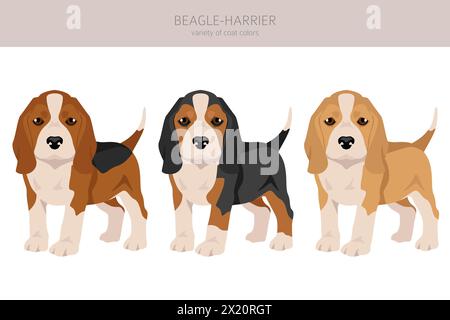 Beagle Harrier cucciolo a tutti i colori. Diversi colori di rivestimento e pose. Illustrazione vettoriale Illustrazione Vettoriale