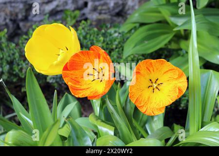 tulipani gialli e arancioni nel giardino Foto Stock