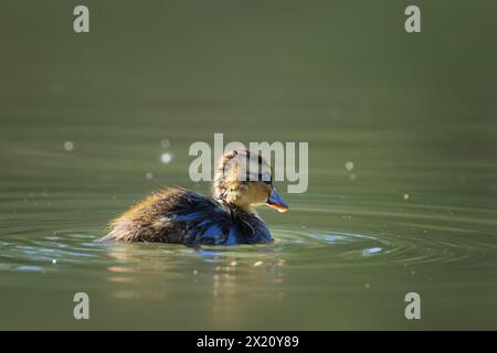 Anatroccolo mallad da solo sul laghetto (Anas platyrhynchos) Foto Stock