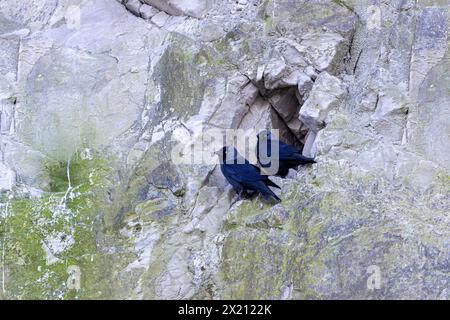 Jackdaw (Coloeus monedula) sulle scogliere di Cap Blanc-Nez, Francia, Pas de Calais, inverno Foto Stock