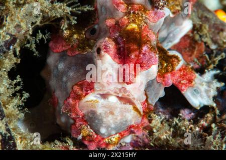 Pesce rana Warty Foto Stock