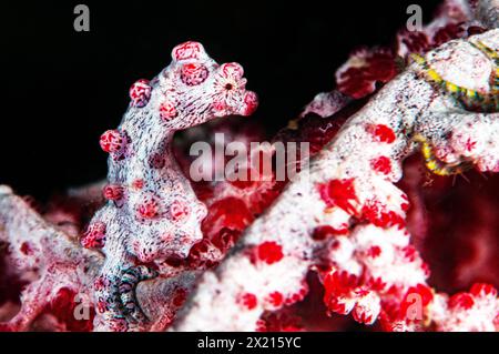 Cavalluccio marino pigmeo Foto Stock