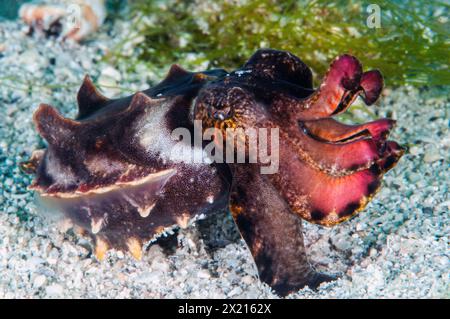 Flamboyant seppie Foto Stock