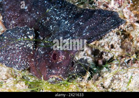 Pesce rosso Foto Stock