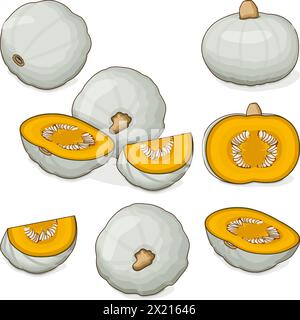 Set di Crown Prince squash. Squash invernale. Cucurbita maxima. Frutta e verdura. Clipart. Illustrazione vettoriale isolata. Illustrazione Vettoriale