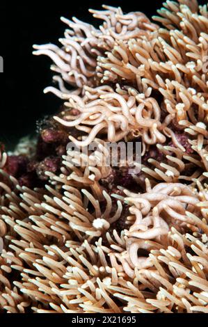 Phyllodesmium briareum Foto Stock