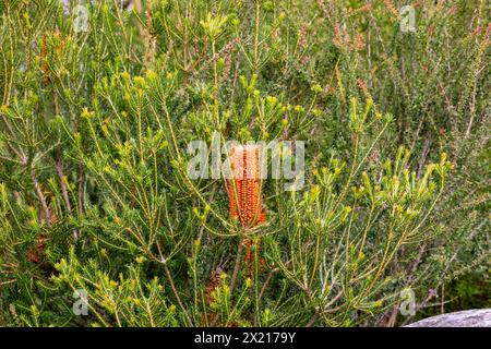 Punte di fiori d'arancia rossa della pianta australiana di Banksia, un arbusto legnoso in questo caso nel parco nazionale Ku-Ring-GAI Chase, Sydney, NSW, Australia Foto Stock