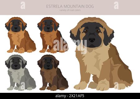 Estrela Mountain Dog Clipart. Pose diverse, set di colori per cappotti. Illustrazione vettoriale Illustrazione Vettoriale