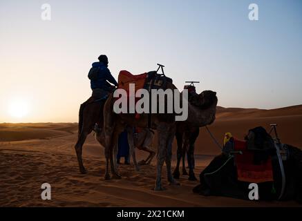 Un turista di mezza età siede in cima ad un dromedario tra gli altri cammelli, la luce luminosa del sole nascente, sullo sfondo vasto della Merzouga. Foto Stock