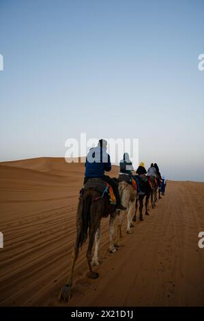 Seguendo una carovana di cammelli nel deserto di merzouga, una linea di dromedari percorre un percorso multi-tracciato; una lontana duna di sabbia sale. Foto Stock