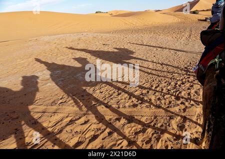 Catturato dalla cima di un cammello, il sole del tardo pomeriggio getta ombre allungate di tre cammelli e dei loro cavalieri, insieme alla sottile silhouette della nostra guida. Foto Stock