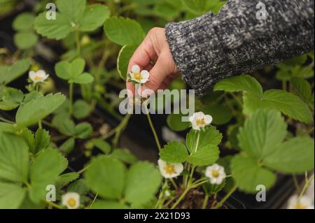 La mano di una donna tocca un fiore di fragola nel giardino all'aperto Foto Stock