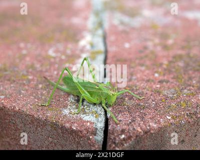 Locusta verde brillante Tettigonia cantani sulla superficie in cemento, messa a fuoco selettiva. Insetto nello spazio urbano Foto Stock