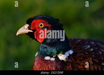 Un fagiano cubriano dal collo ad anello, un grande uccello da caccia dalla coda lunga. Foto Stock