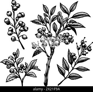 Una raccolta di disegni in bianco e nero di vari tipi di foglie. I disegni sono disposti in modo da creare un senso di profondità e quota Illustrazione Vettoriale