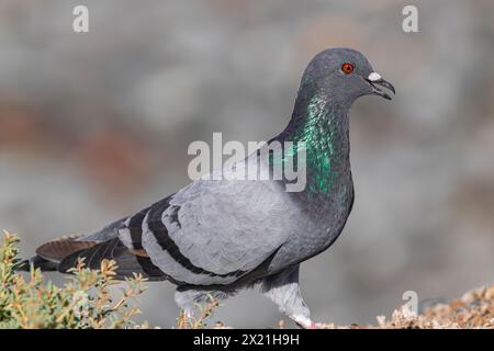 Piccione comune, (Columba livia canariensis), camminando per terra, Tenerife, isole Canarie Foto Stock