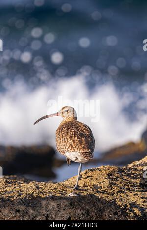 Curlew eurasiatico (Numenius arquata), che riposa su una gamba, su rocce con muschio durante la bassa marea, con luce del tramonto e onde che colpiscono lo sfondo delle rocce Foto Stock