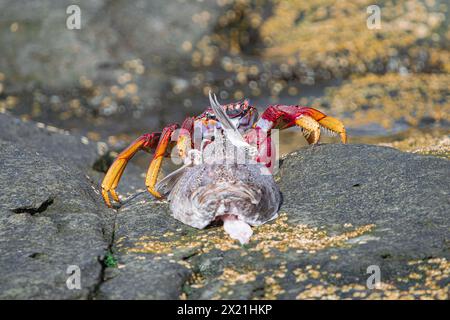 Granchio dell'Ascensione (Grapsus adscensionis), con un pesce morto sulle rocce durante la bassa marea, Tenerife, Isole Canarie, Spagna Foto Stock