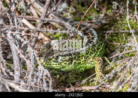 Lucertola di sabbia maschile (Lacerta agilis) con fianchi verdi brillanti nella stagione riproduttiva primaverile, la razza Wealden sull'habitat della brughiera del Surrey, Inghilterra, Regno Unito Foto Stock