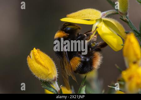 bumblebee Queen (Bombus Terrestris) con coda di bue su fiori gialli di gorse, Hampshire, Inghilterra, Regno Unito Foto Stock