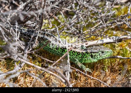 Lucertola di sabbia maschile (Lacerta agilis) con fianchi verdi brillanti nella stagione riproduttiva primaverile, la razza Wealden sull'habitat della brughiera del Surrey, Inghilterra, Regno Unito Foto Stock