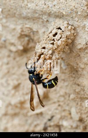 Spiny Mason Wasp (Odynerus spinipes, Oplomerus spinipes), costruisce un nido di argilla, Germania Foto Stock