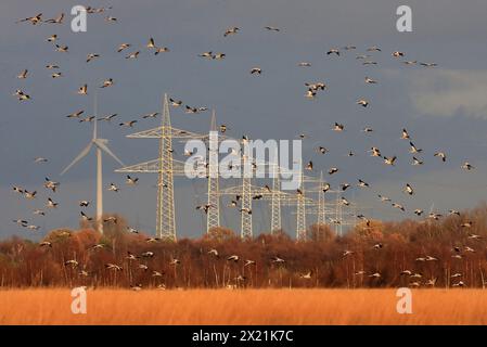 Gru comune, gru eurasiatica (Grus grus), gregge in volo, Paesi Bassi Foto Stock