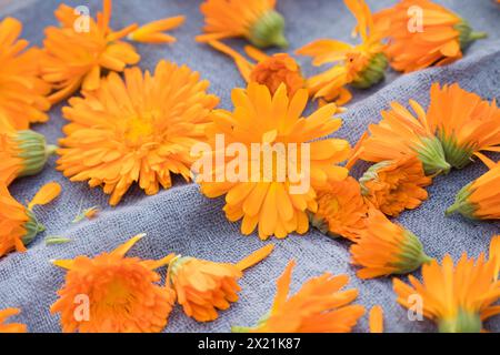 Calendula da giardino, calendula da vaso, calendula comune, cornetti, oro di Maria, calendula (Calendula officinalis), asciugare i fiori di calendula su un vassoio Foto Stock