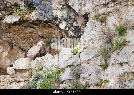 Avvoltoio griffon, avvoltoio griffon eurasiatico (Gyps fulvus), arroccato in un eyrie in un rifugio roccioso, vista laterale, Croazia Foto Stock