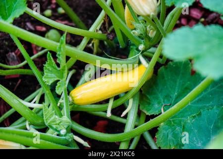 Zucchine (Cucurbita pepo var. Giromontiia, Cucurbita pepo subsp. pepo convar. giromontiina), frutta giovane su una pianta di zucchine Foto Stock
