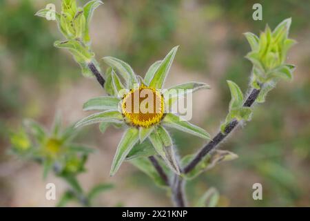 Spiny Fleabane, Spiny Golden Wort, Spiny Starwort, Spiny Golden star (Pallenis spinosa, Buphthalmum spinosum), infiorescenza in gemma, Croazia Foto Stock