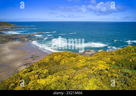 Sunnyside Beach e Bay Cullen Aberdeenshire Scozia mare blu e cielo della massa Moray Firth di Gorse gialle in primavera Foto Stock