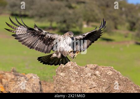 Aquila Bonellis, aquila di Bonelli (Hieraetus fasciatus, Aquila fasciata), vola, atterra su una roccia, Spagna, Andalusia, Sierra Morena Foto Stock