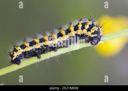 Imperatore ligure, imperatore meridionale falena della seta (Saturnia pavoniella), caterpillar, Croazia Foto Stock