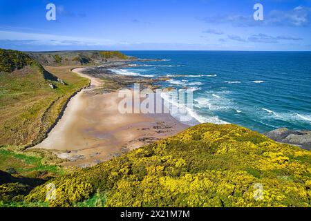 Sunnyside Beach e Bay Cullen Aberdeenshire Scozia mare blu e cielo delle masse di Moray Firth di Gorse gialle in primavera Foto Stock