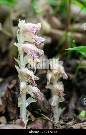 Lathraea squamaria, il comune mosto da denti, una rara pianta parassitaria in un bosco inglese nell'Hampshire, Regno Unito, durante la primavera Foto Stock