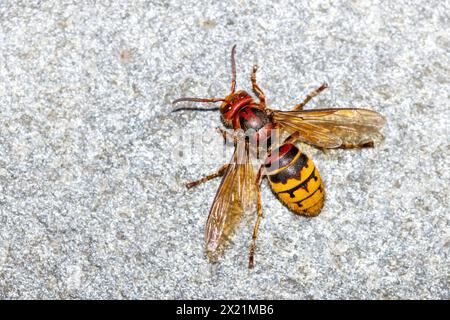 hornet, calabrone, calabrone europeo (Vespa crabro), corre sul pavimento, Germania, Renania settentrionale-Vestfalia Foto Stock