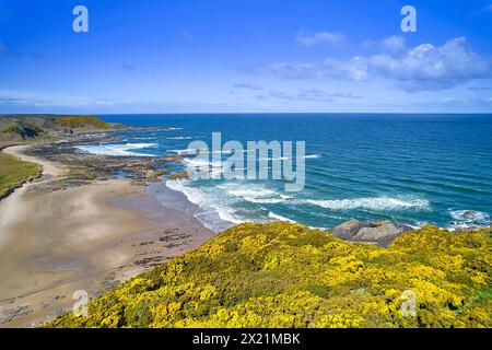 Sunnyside Beach e Bay Cullen Aberdeenshire Scozia mare blu e cielo della Moray Firth gialle Gorse in primavera Foto Stock