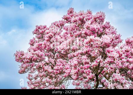Piattino magnolia (Magnolia x soulangiana, Magnolia soulangiana, Magnolia x soulangeana, Magnolia soulangeana), albero in fiore Foto Stock