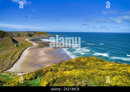 Sunnyside Beach e Bay Cullen Aberdeenshire Scozia mare blu della Moray Firth gialle a primavera Foto Stock