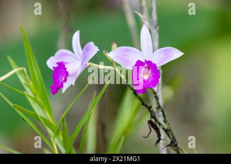 Orchidea di bambù (Arundina graminifolia), fiori, Costa Rica, Boca Tapada Foto Stock