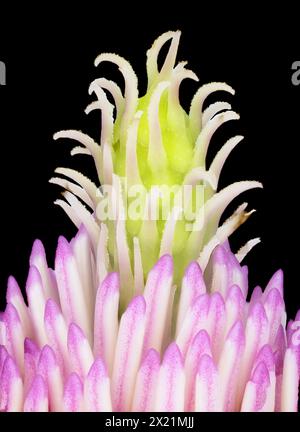 Piattino magnolia (magnolia x soulangiana, Magnolia soulangiana, Magnolia x soulangeana, Magnolia soulangeana), Fiore, stigma e resistenza nei dettagli Foto Stock