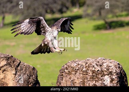 Aquila Bonellis, aquila di Bonelli (Hieraetus fasciatus, Aquila fasciata), vola, atterra su una roccia, Spagna, Andalusia, Sierra Morena Foto Stock