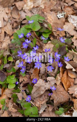 Fioritura di hepatica nobilis in primavera, circondata da foglie autunnali marroni Foto Stock