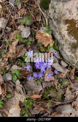 Fioritura di hepatica nobilis in primavera, circondata da foglie autunnali marroni Foto Stock