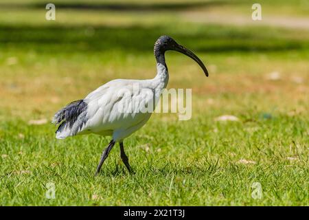 Ibis bianco australiano (Threskiornis molucca) prelevato a Tomato Lake, Kewdale, Australia Occidentale. Foto Stock