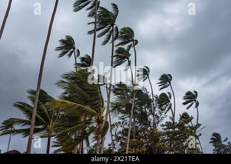 Palme che si piegano nel vento sotto un cielo buio e tempestoso, evocando una spettacolare scena tropicale. Foto Stock