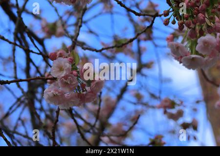 Fiori di ciliegio, rosa, un gruppo di fiori con rami e un cielo blu sullo sfondo. Foto Stock