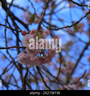 Gruppo di ciliegi in fiore, rosa, adagiato su uno sfondo di cielo blu e rami. Foto Stock